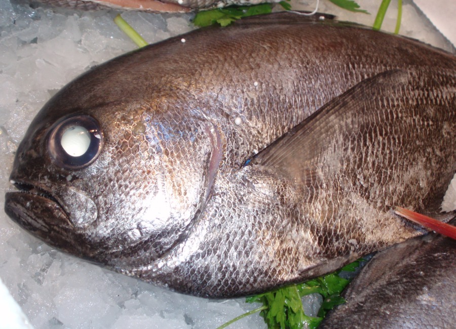 Palometa