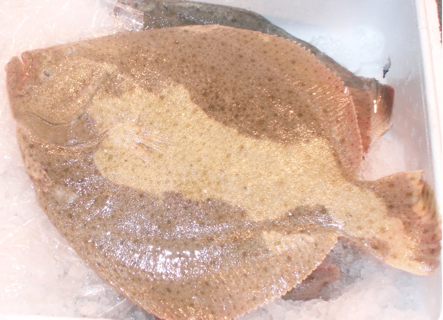 Rodaballo