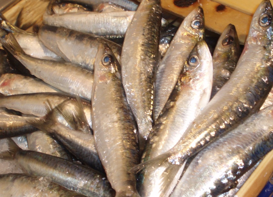 Sardinas
